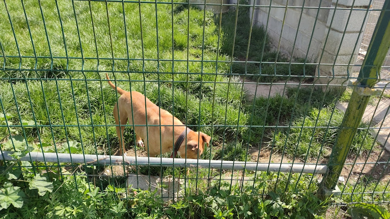 Albergue Canino Municipal de Langreo