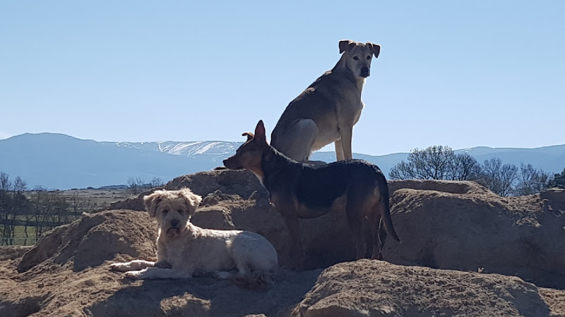 Guardería Canina Corazón de Perro