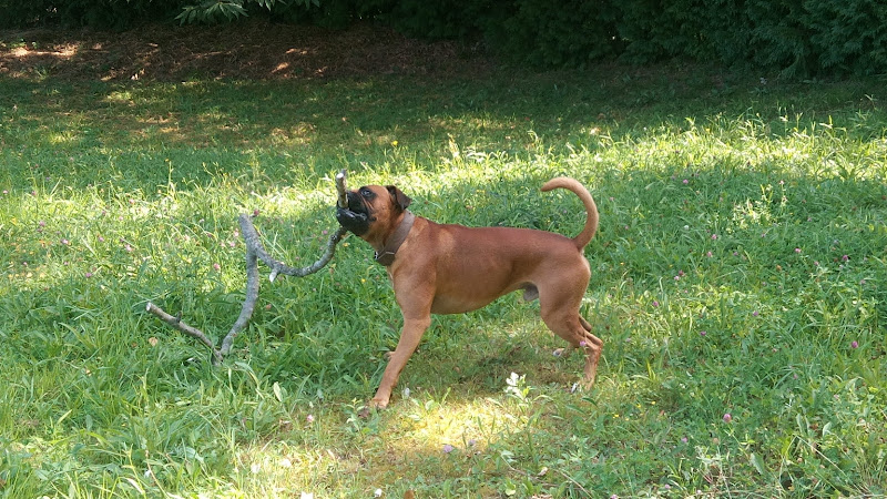 Kiro adiestramiento canino