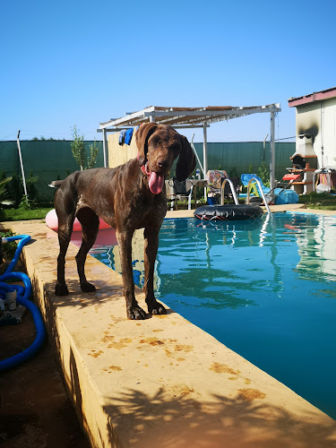 Residencia canina Valencia CENCAVAL.