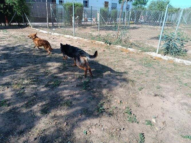 Centro y Residencia Canina los Alcores