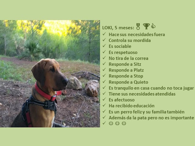 DogCareBcn estamos en Castelldefels