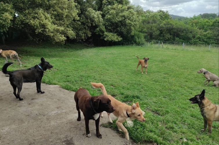 TXAKURARGI - Centro canino