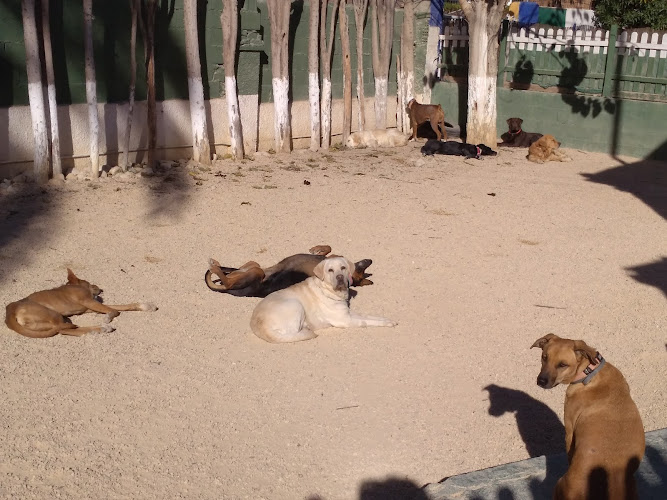 Huellas y Manchas Guardería Canina, Hotel, Adiestramiento