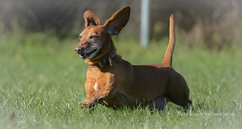 Centro Canino Barganaz