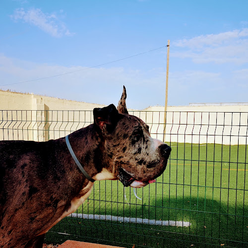 Educación Canina, Adiestramiento, residencia y Formación | Centro Canino Valentia