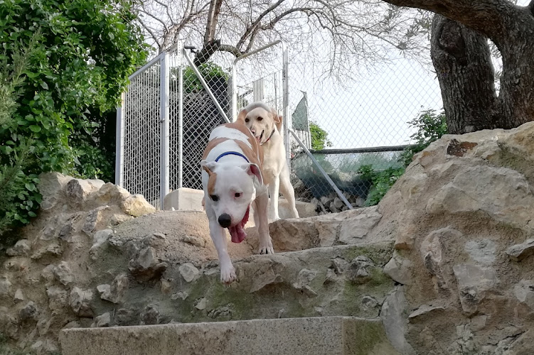 PET RESORT TORTOSA RESIDENCIA PARA MASCOTAS