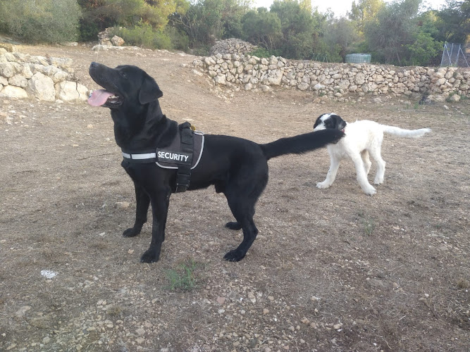 Escuela residencia canina Espai Verd