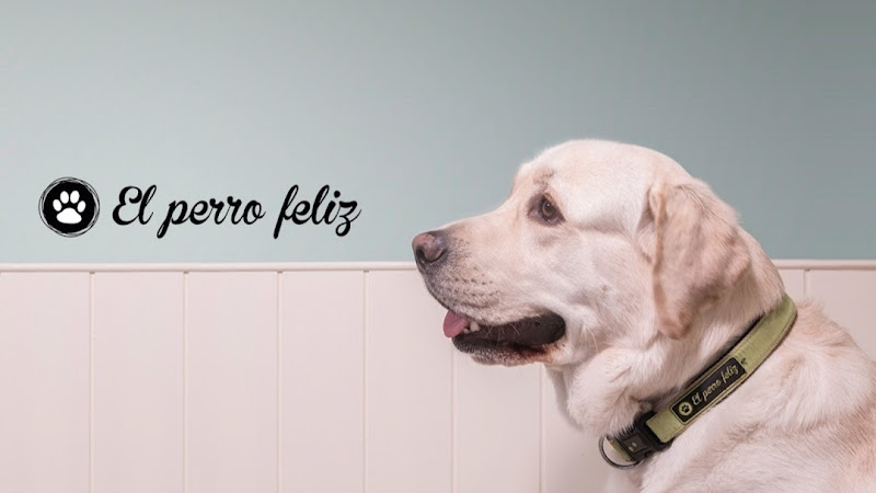 El Perro Feliz Barcelona. Hospedaje Canino, Paseos Caninos y Cuidado de Gatos a Domicilio