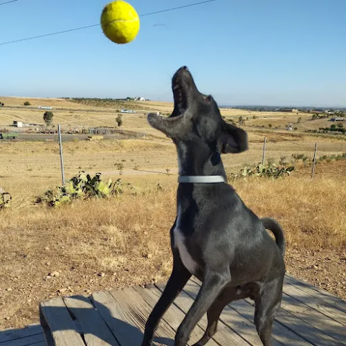 Freedog Badajoz - Educación canina