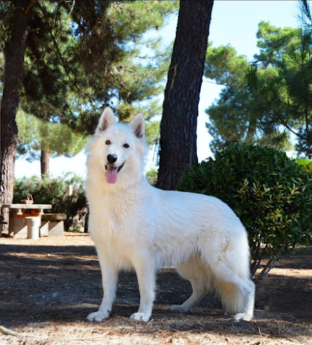 Cachorros Nava