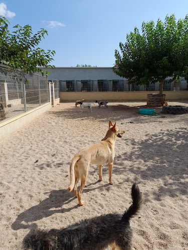 Residencia Canina Sagunto