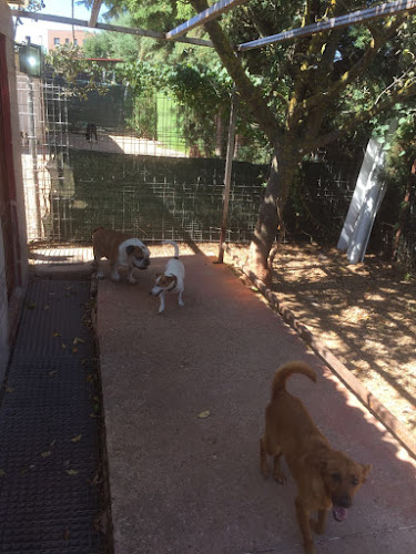 Residencia Canina Villanueva