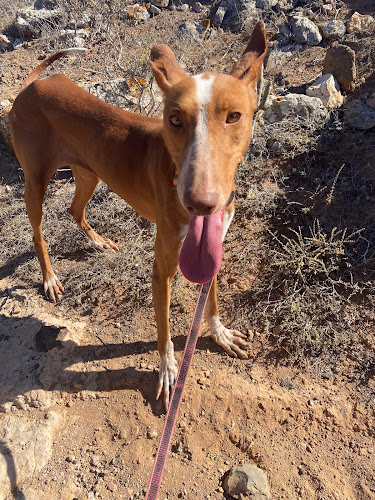 Albergue De Perros DeTequise