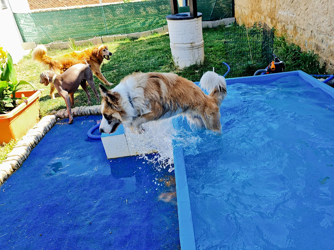 Centro Canino PetDogSulu (Hotel Canino-Peluquería Canina)