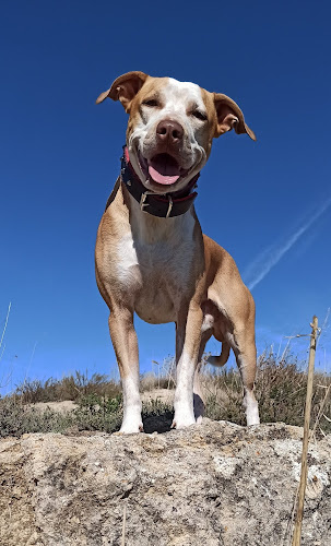 Mascoteka. Residencia canina.