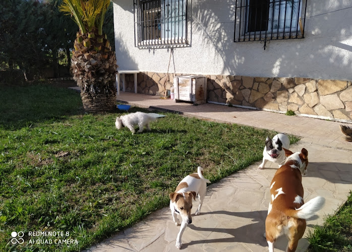 Guardería/Residencia Canina Familia Amor Animals