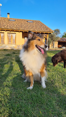 MAYUKA EDUCACIÓN CANINA - VALLADOLID