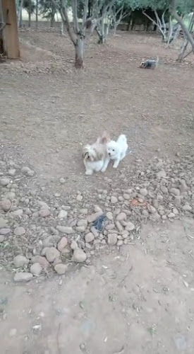 El Refugio de Zarcan, Guarderia Canina Pinseque