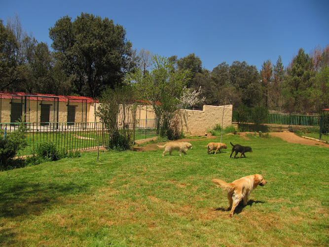 Residencia canina Soria 