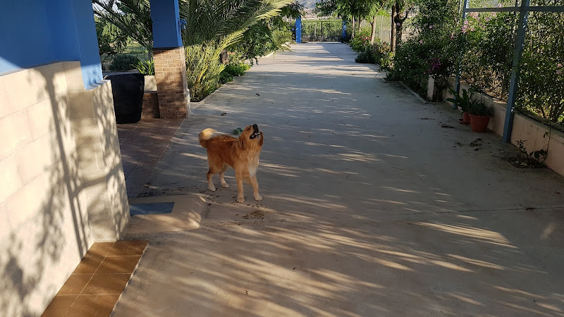 Mar & Tierra Dog Hotel Resort