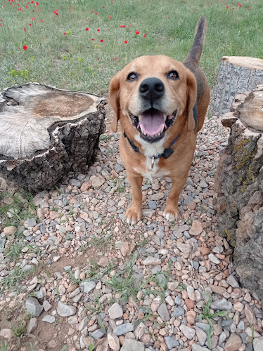 Pisadas Caninas Teruel