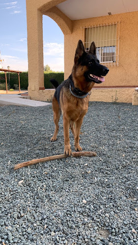 Guardería Canina El Pinar