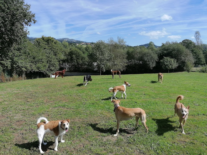 Amican Asturias Escuela y Hotel Canino