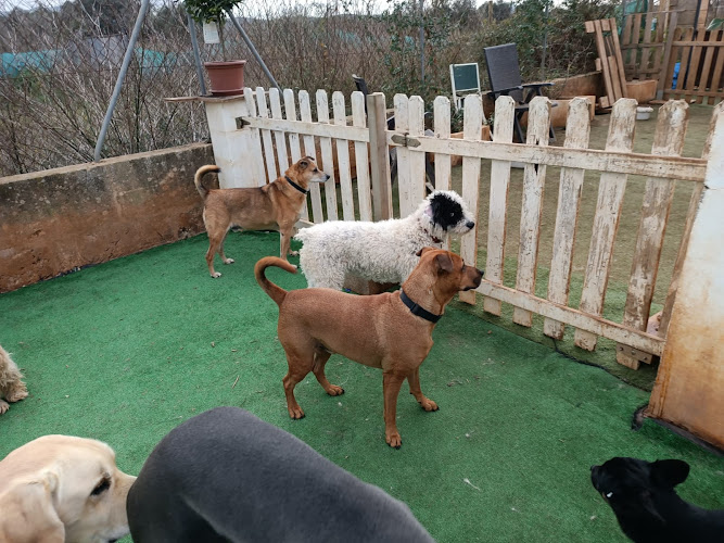 Sa Caseta Guardería Canina - Sin jaulas