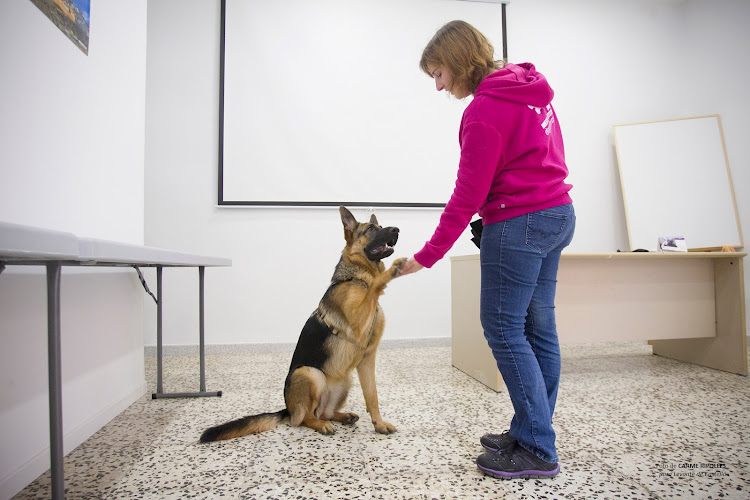 Dog Calm Educación Canina