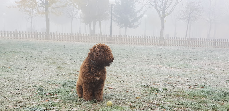 Parque Para Perros de Santa Bárbara