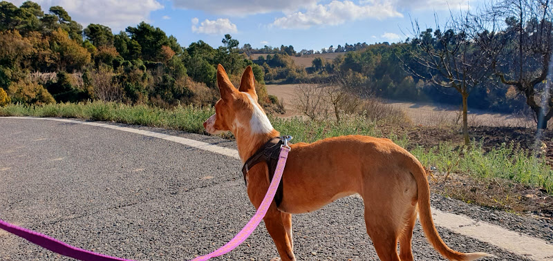 Protectora de animales de Cervera - La Segarra