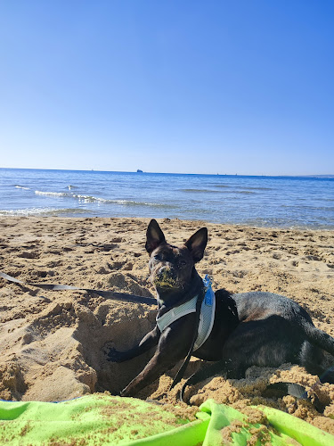 Adiestrador y Conductista Canino