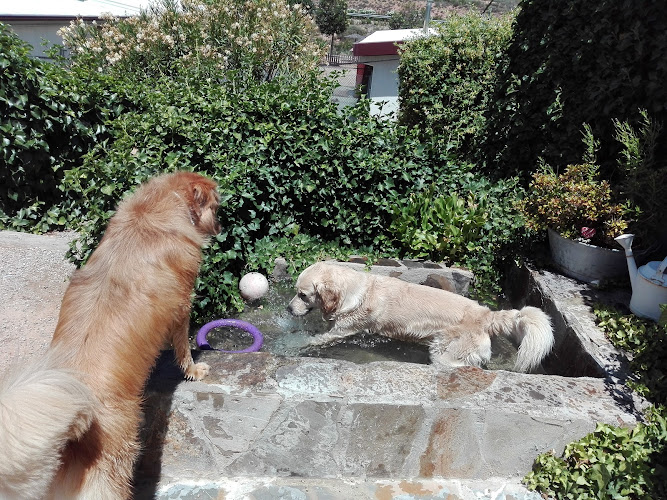 Residencia Canina y Felina Peludos