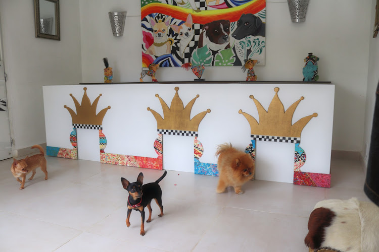 Tiny Dog hotel: guardería canina y hotel para perros en Marbella