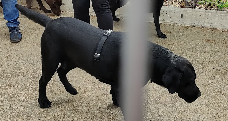 Guardería Canina Zizur