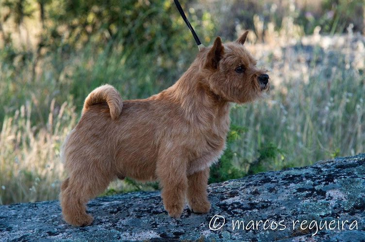 Guardería Canina Las Rozas - MyPet