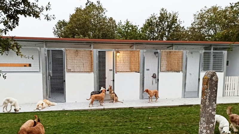 Airavella Aldea canina