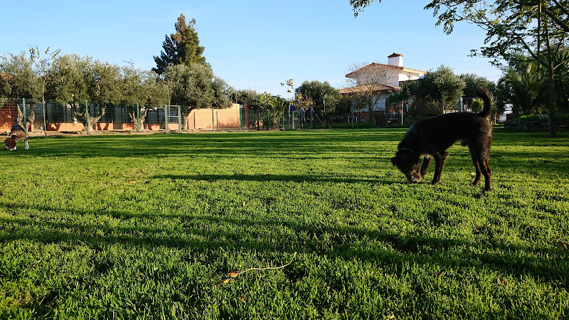 Residencia Canina Cliveal