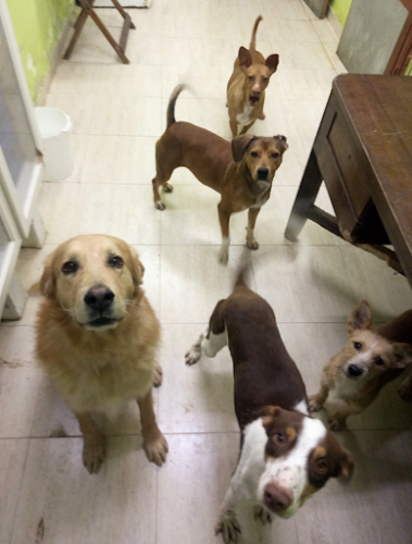 Refugio de Animales de Plasencia