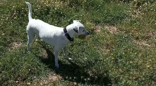 Residencia Canina y Felina La Saucedilla