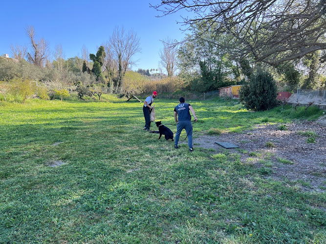 Centro canino Caiser's home