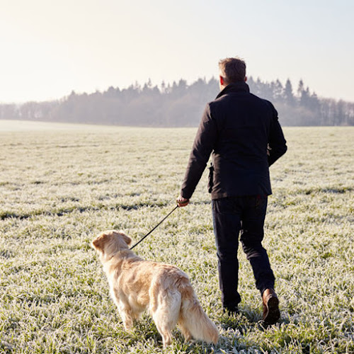 EasyDog Adiestramiento canino