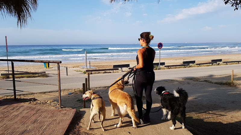 Guardería perros Tarragona. Gemma dogbuddy