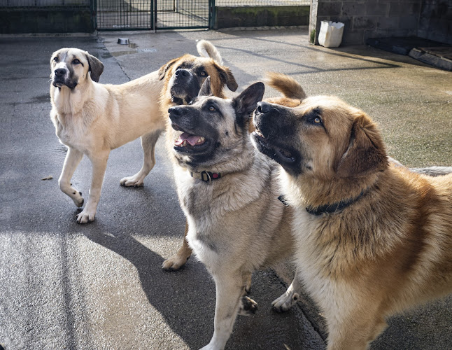 Refugio Canino Torres Torrelavega