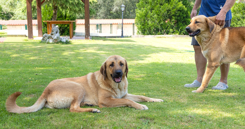 Residencia Canina Jagon / Hotel canino