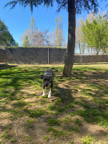 Hotel Canino y Felino Kabluna