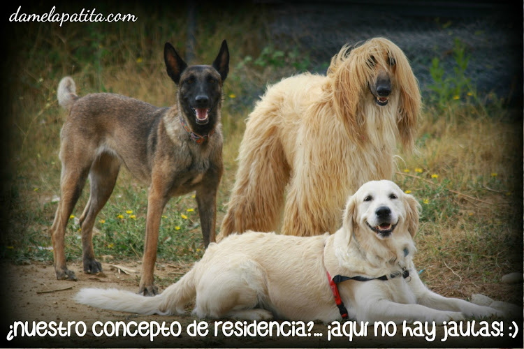 Residencia y Centro Canino Damelapatita.com