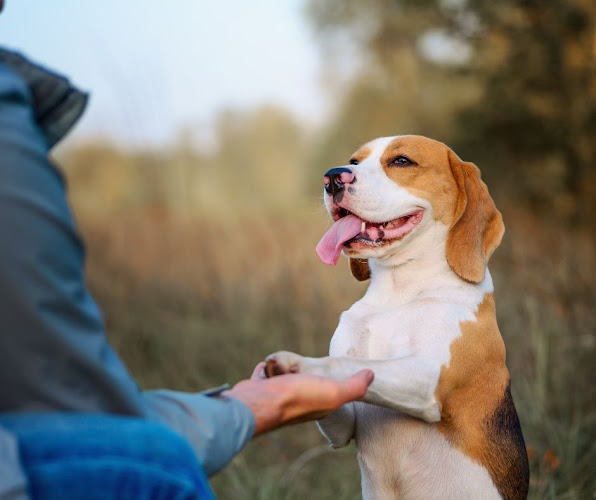 Grandes Metas - Guardería Canina y Entrenamiento Perros Madrid