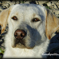 Logo de Residencia y Centro Canino Damelapatita.com